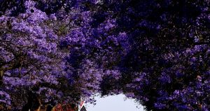 Jacaranda Trees Bloom In South Africa 300x158