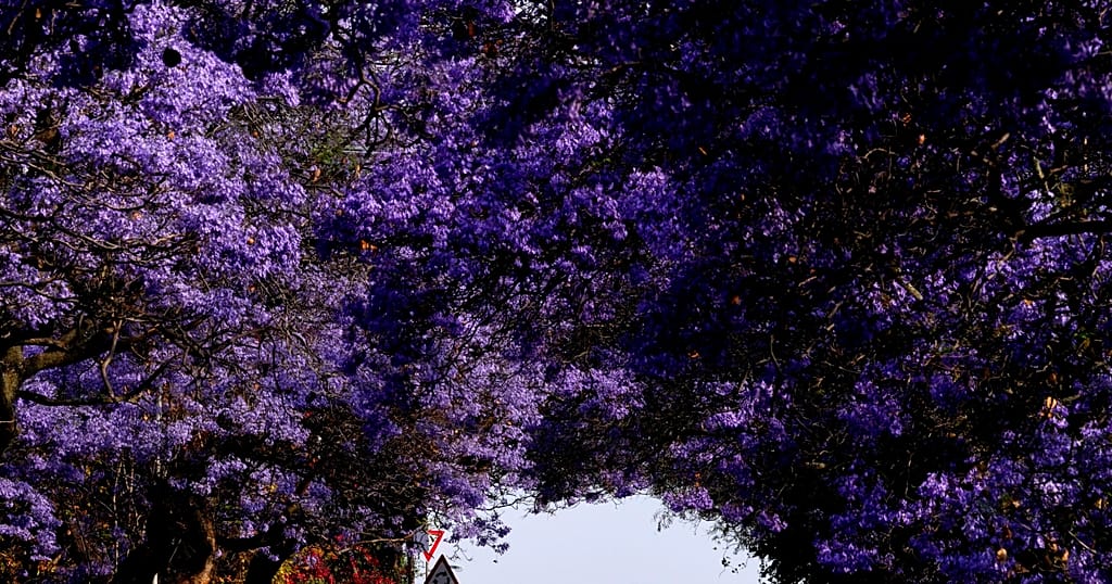 Blossoming jacaranda trees brighten up the streets of South African cities