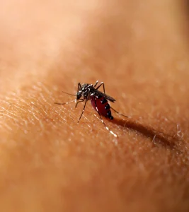 Malaria Surge In Nigeria With 24 Million Cases Reported 267x300