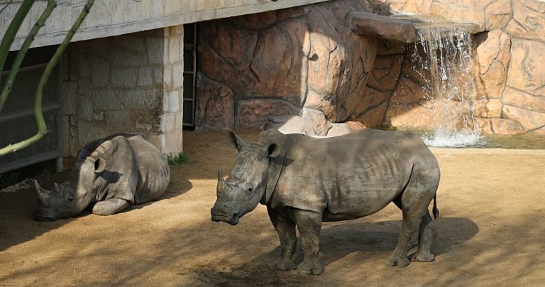 Cotswold park welcomes Markus, a rare white rhino calf