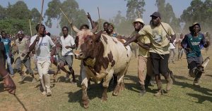 Bullfighting Boosts Economy In Kenyas Kakamega County 300x158