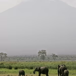 Elephants' calm response to drones opens new doors for observation - Study