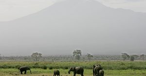 Elephants Learn To Ignore Quiet Drones In Conservation Breakthrough 300x158