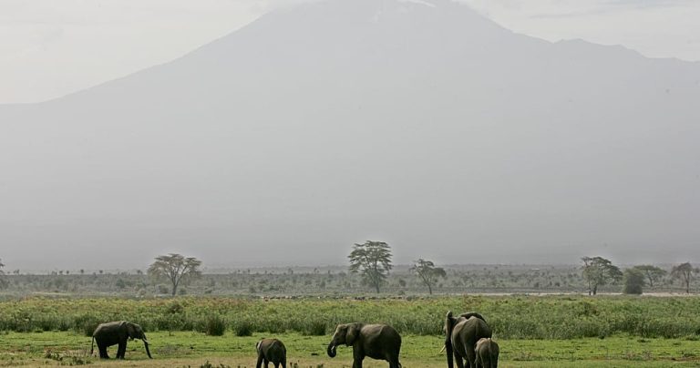 Elephants' calm response to drones opens new doors for observation - Study