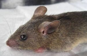 Lassa Fever Vaccine Trial Begins With First Volunteer Dosed 300x194