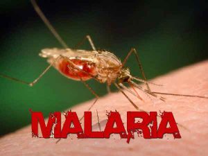 Malaria Cases Nigeria Leads With 68466000 Cases Globally 300x225