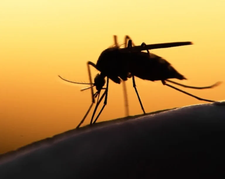 Malaria transmission declining sharply in Lagos - Nigerian govt