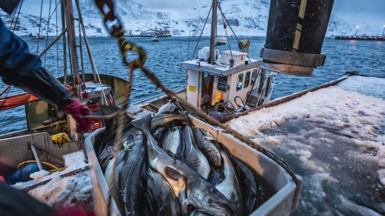Russian seafood still sold in EU despite fishy sanctions – Euractiv — RT Business News