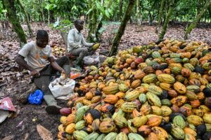 Chocolate Prices High Before Christmas Despite Cocoa Fall