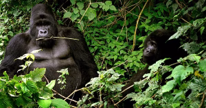 Gorilla Twins Born In Virunga National Park Congo 300x158