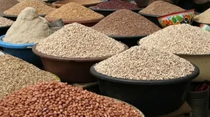 Kaduna Grain Farmers Lose N10 Billion Appeal For Government Aid 300x167