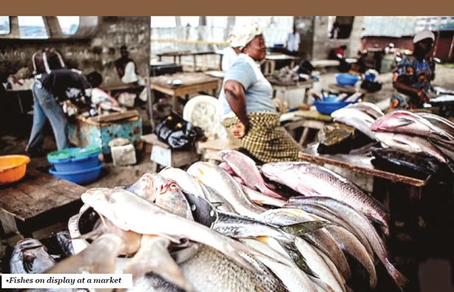 Fishes on display at a market