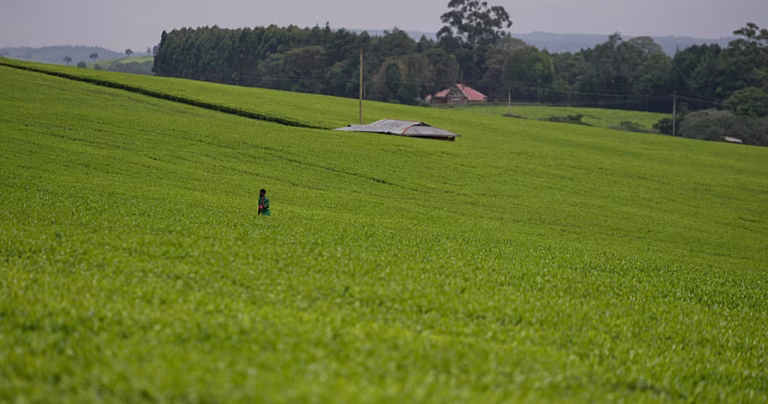 Kenyan women's fight for their land rights after death of husbands