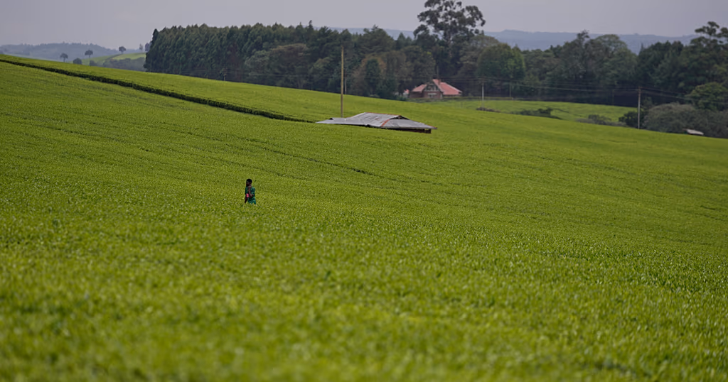 Kenyan women's fight for their land rights after death of husbands