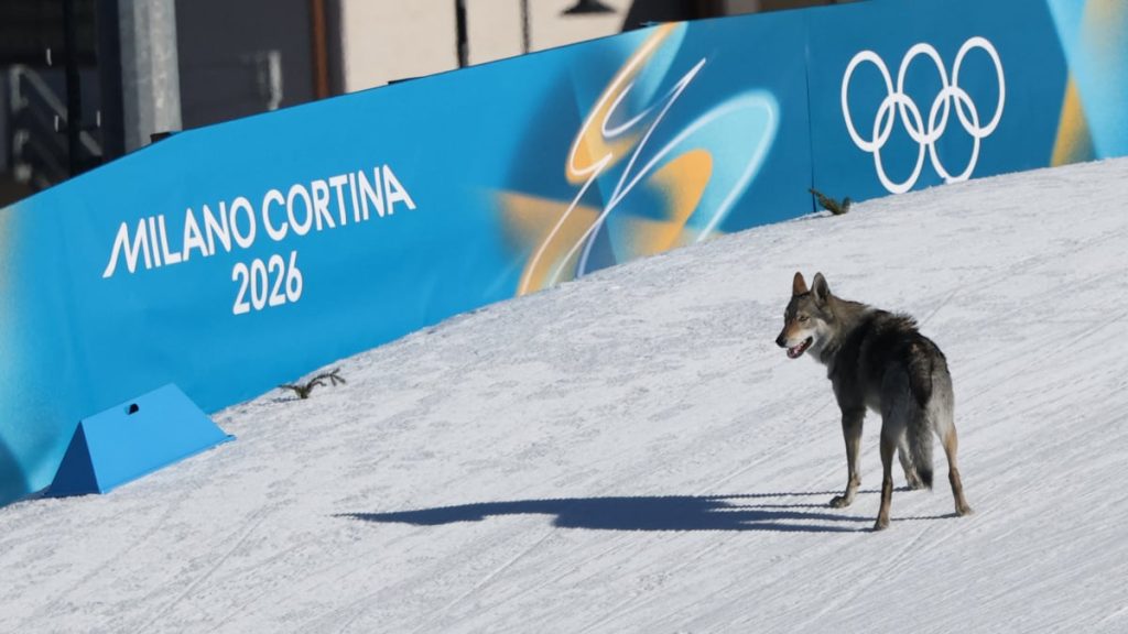 A very good dog interrupts women's Olympic ski race