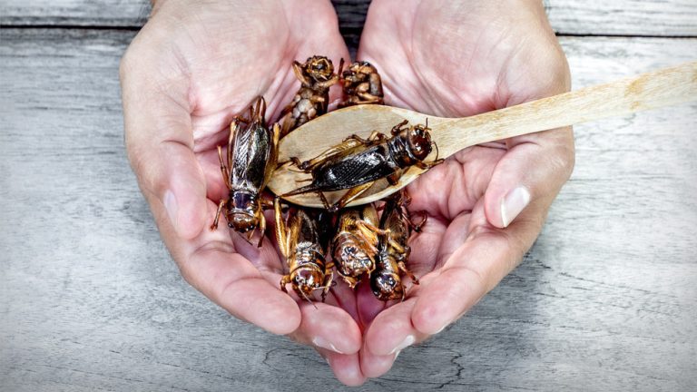 The EU would rather eat bugs than be real about its energy problems — RT World News