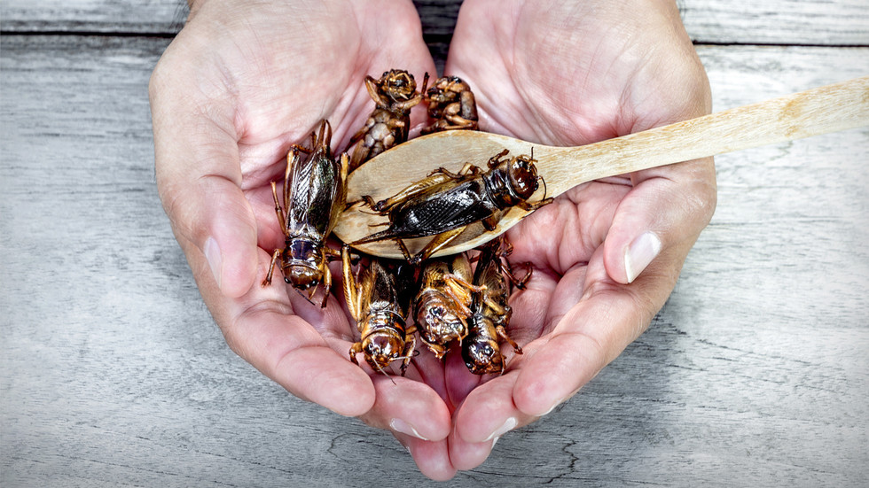 The EU would rather eat bugs than be real about its energy problems — RT World News