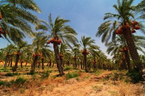 Jigawa Plants 10000 Improved Date Palms For Export Expansion 300x199