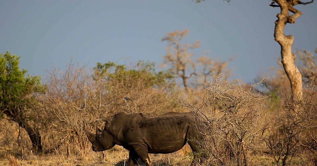 Rhino poaching in South Africa's Kruger park doubles despite national drop