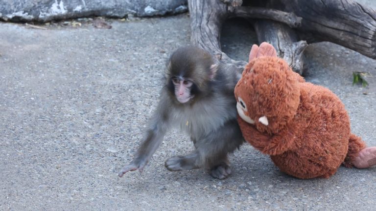 Is Punch the monkey OK? Here are the latest updates.