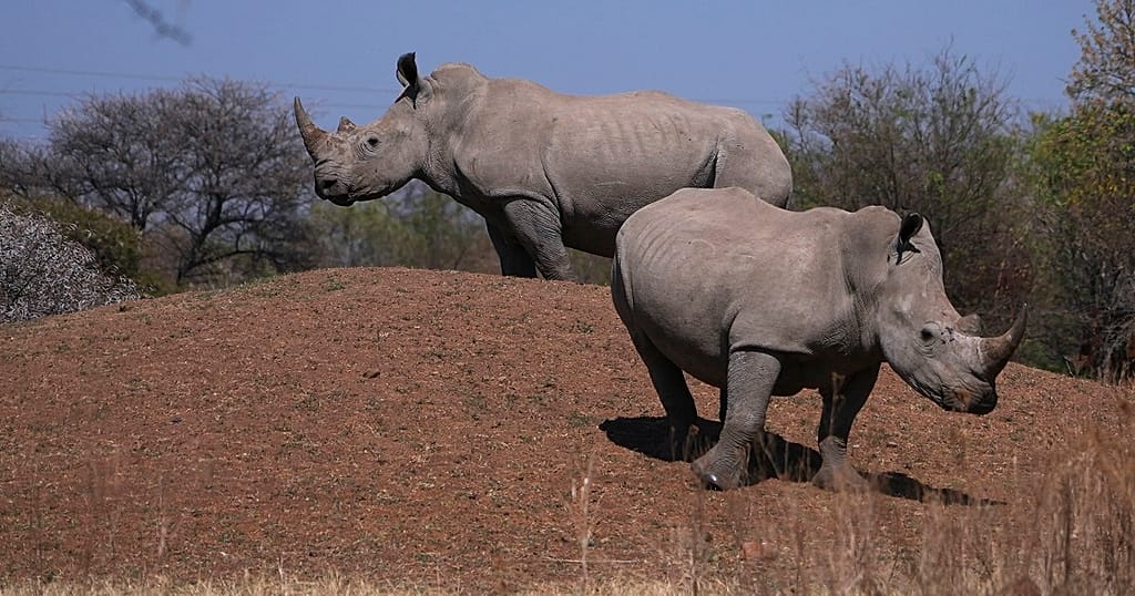 South Africa reports 16% drop in rhino poaching for 2025