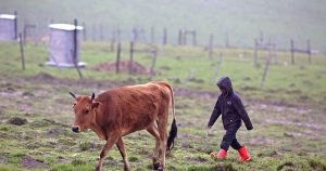 SAs Local FMD Vaccine Fights Worst Cattle Outbreak 300x158