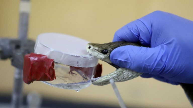 Running after snakebite can kill - Clinician demands overhaul of public health information space