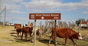 FMD Outbreak South Africa Starts 10 Year Cattle Vaccination 300x158