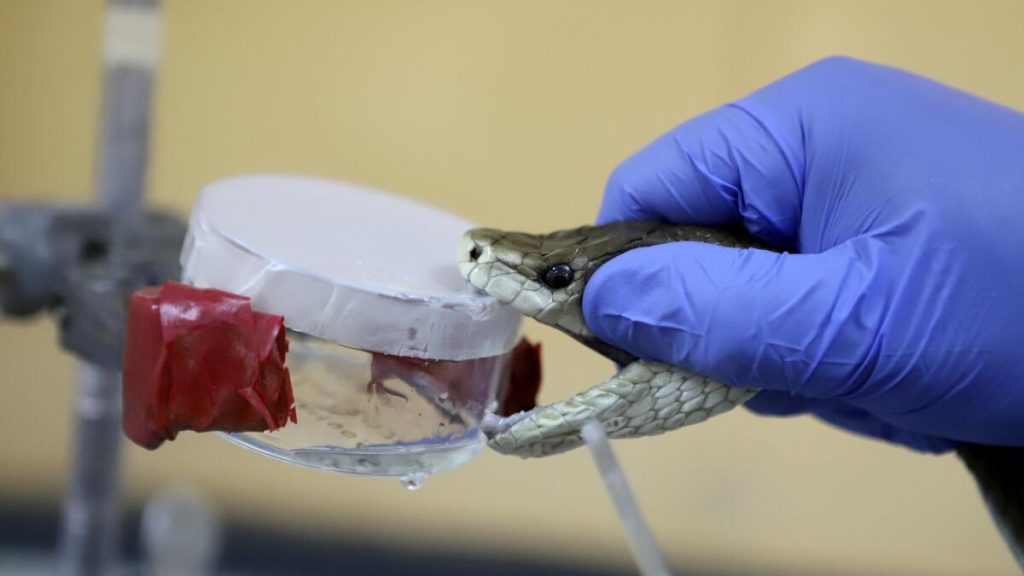 Running after snakebite can kill - Clinician demands overhaul of public health information space