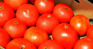 Burkina Faso Tomato Export Ban Threatens West Africa Supply 300x158