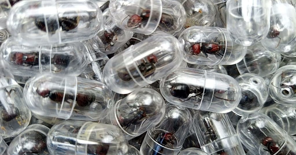 Chinese man arrested in Kenya with 2,000 live queen ants at Nairobi airport