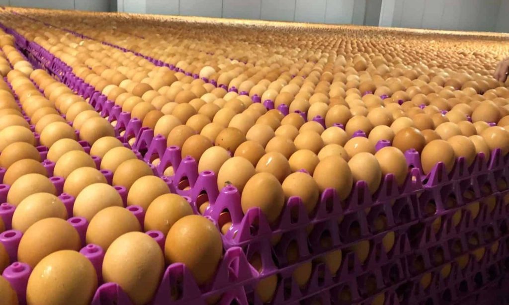 Why egg prices increased to N8,500 in Nigeria – Oyiola