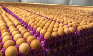 Egg Prices Surge To N8500 In Nigeria Due To DOC 300x180