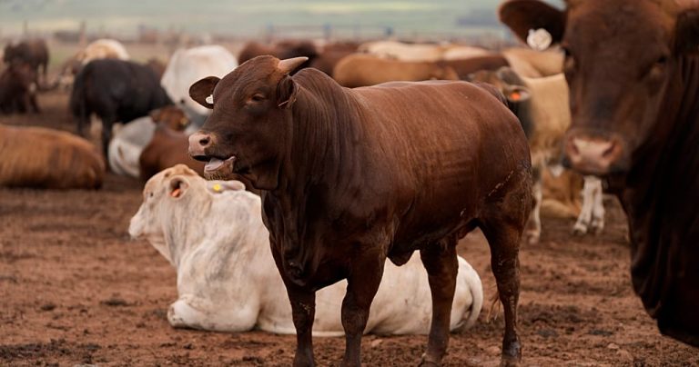 South Africa still battling FMD in cattle, mass vaccination campaign launched