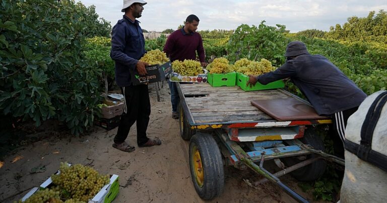 Gaza’s farmers struggle to regrow food amid ruins and shortages