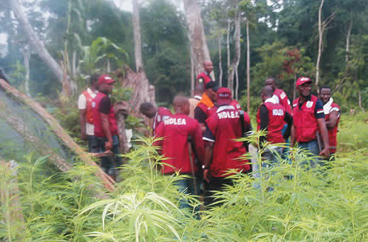 NDLEA destroys 8 hectares of cannabis farm, seizes 170kg in Cross River — Daily Nigerian