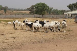Nigeria Livestock Sector Seeks 50B Private Investment 300x200
