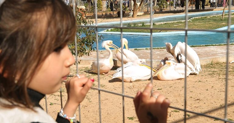 Tripoli zoo reopens to offer Libyans rare respite from violence