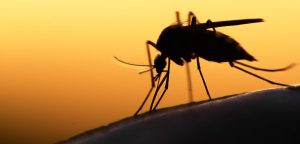 Nigeria Malaria Plan Aims 50 Cut In Cases And Deaths 300x144