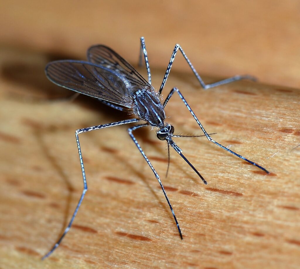 Lagos records over 978,000 malaria cases in 2025
