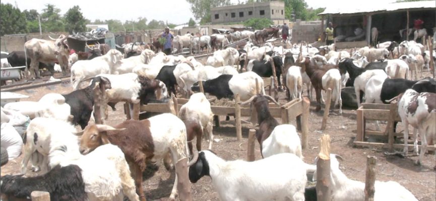 Eid-el-Kabir: Prices of rams, other commodities skyrocket as Muslims prepare for celebrations
