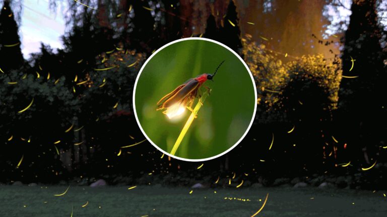 90784821007-usatgrahics-fireflytopper