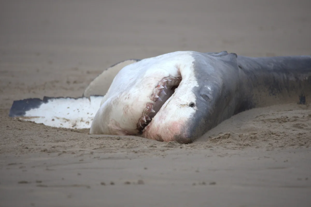 Photograph of a great white shark carcass on a beach.