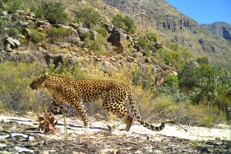 Female Cape Leopard Walking Through Habitat