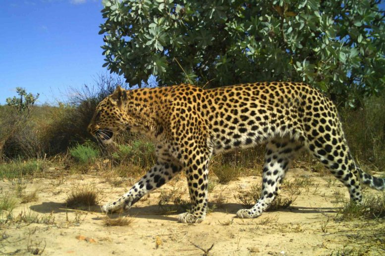 Male Leopard Photographed by a Leopard Camera Trap