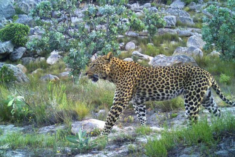 Male Leopard in Cedarberg, Western Cape, South Africa
