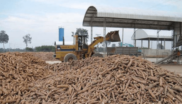 How chips are unlocking Nigeria’s cassava industrialisation, potential