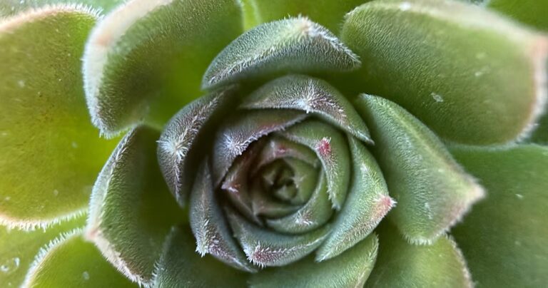 South Africa's unique succulents under threat from poachers