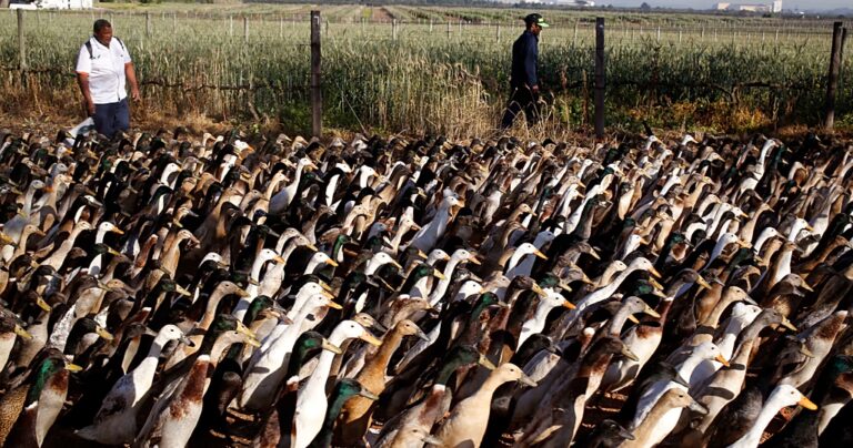 Duck brigade replaces pesticides on wine farm in South Africa