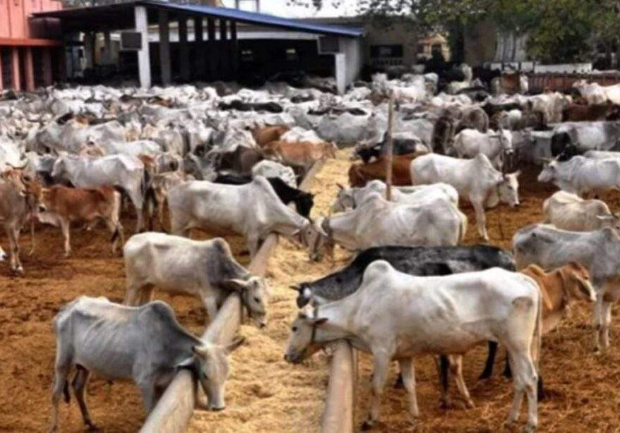 101839 insecurity zamfara govt closes cattle markets